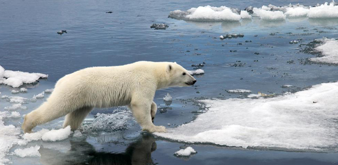 Los osos polares podrían extinguirse más rápido de lo que se temía.