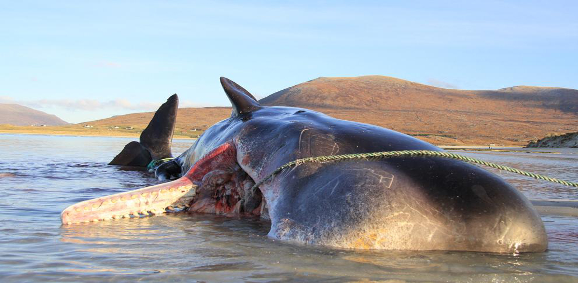 Encuentran un cachalote muerto con 100 kilos de basura en su estómago